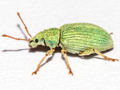Phyllobius virideaeris